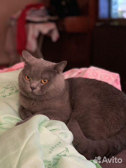 Британский кот вязка