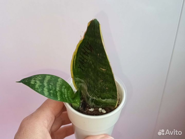 Коллекционные сансивиерии