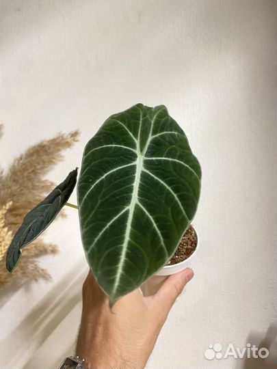 Алоказия блек вельвет