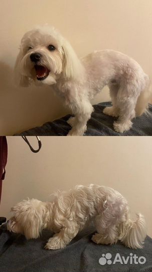 Стрижка ваших питомцев/груминг/экспресс-линьки