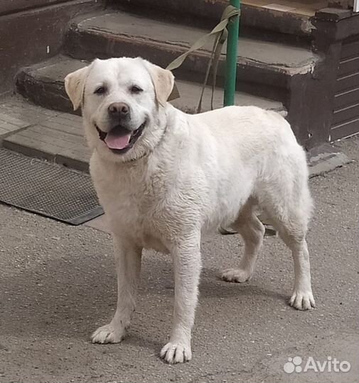 Кобель лабрадора ретривера для вязки