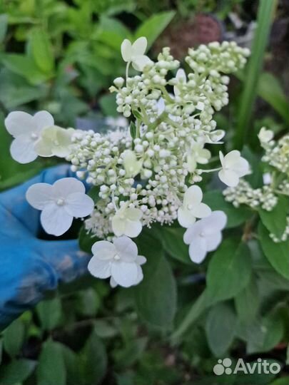 Гортензии крупнолистные и метельчатые