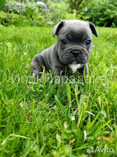 Голубой французский бульдог