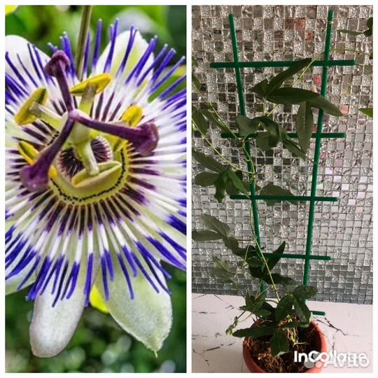 Цветы для дома