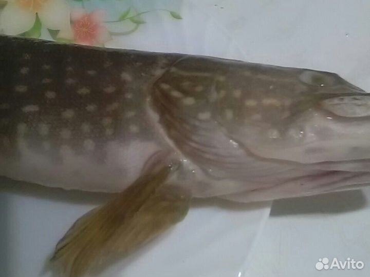Щука свежая