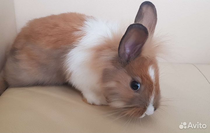 Декоративные кролики