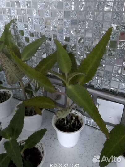 Каланхоэ лечебное