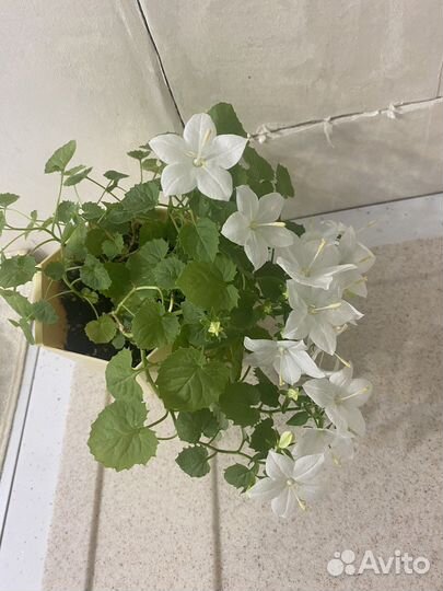 Кампанула невеста