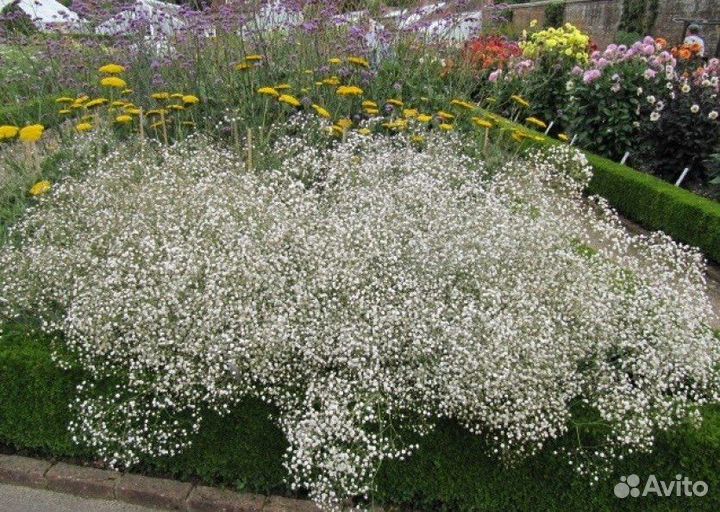 Гипсофила саженец