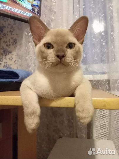 Котята бурмы