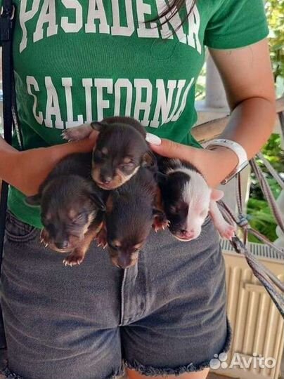 Мини той-терьер щенки