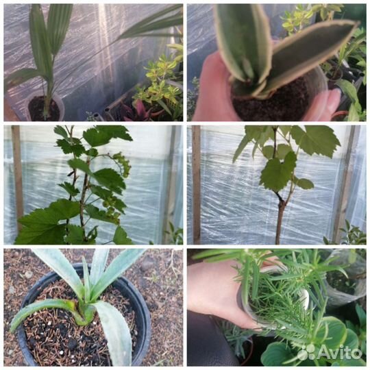 Садовые и комнатные растения