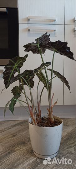 Алоказия sandero