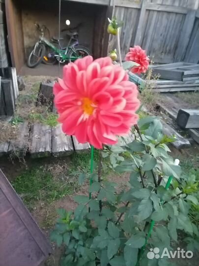 Георгины кустом на осень