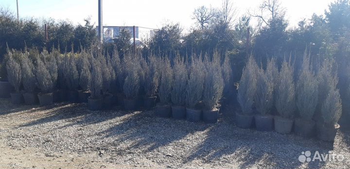 Можжевельник скальный Скайрокет