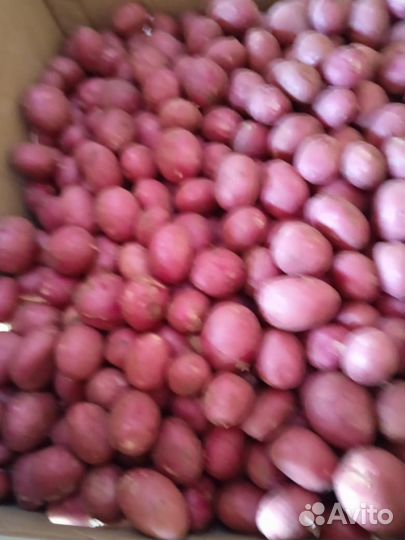 Семенной картофель 