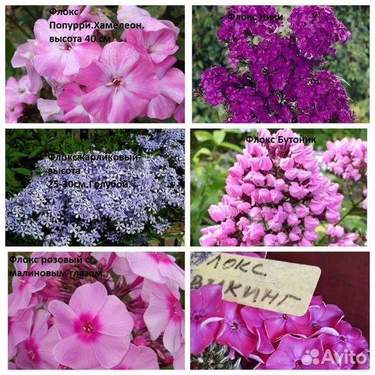 Флоксы