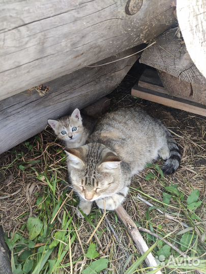 Котик в добрые руки