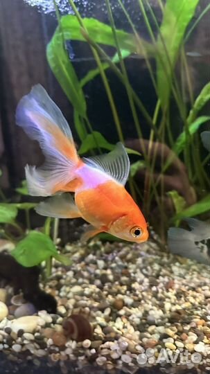 Золотая рыбка