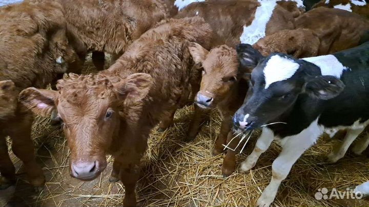 Быки телята бычки