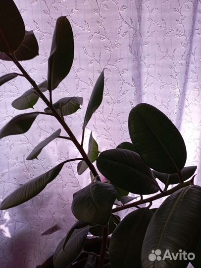 Фикус каучуконосный