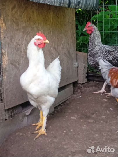 Молодые петушки, обмен, продажа