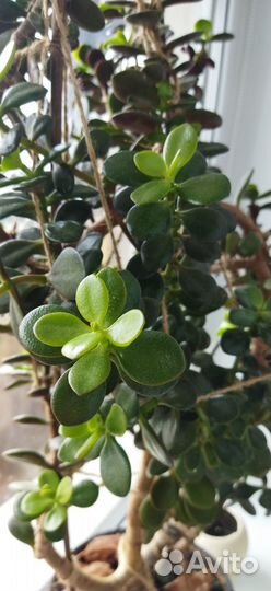 Денежное дерево (толстянка)