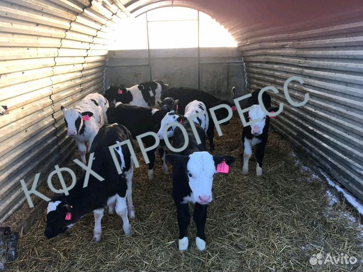 Телята бычки