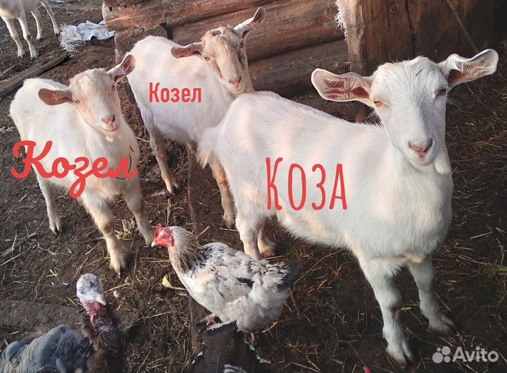 Коза и 2 козла