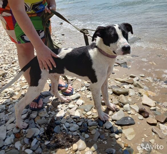 Красотка Мишель