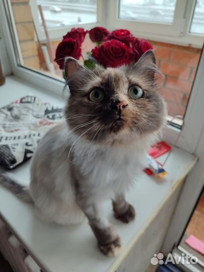 Кошки в добрые руки бесплатно