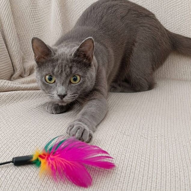 Русский голубой котёнок