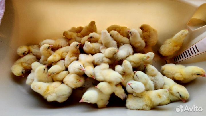 Цыплята бройлеры кобб 500