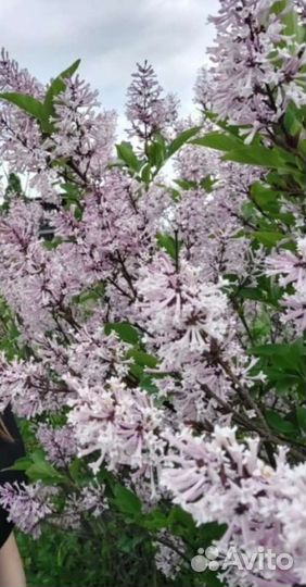 Сирень на штамбе и бирючина