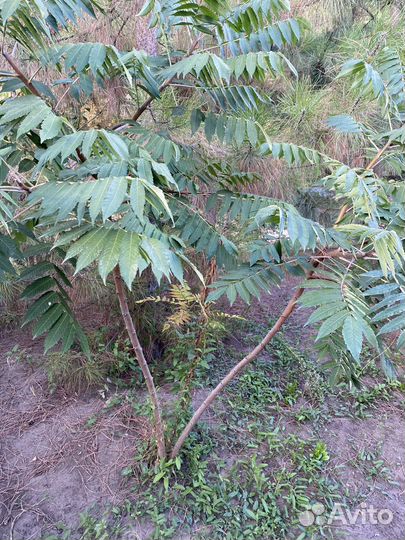 Саженцы сумах