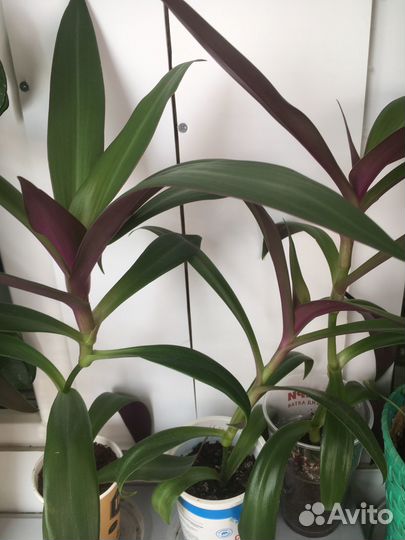 Комнатные цветы