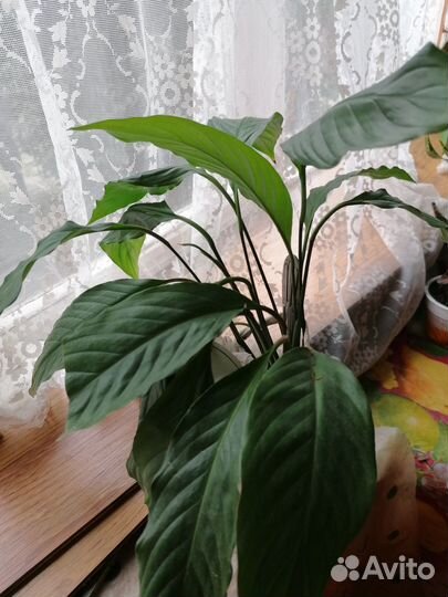 Продам цветы комнатные