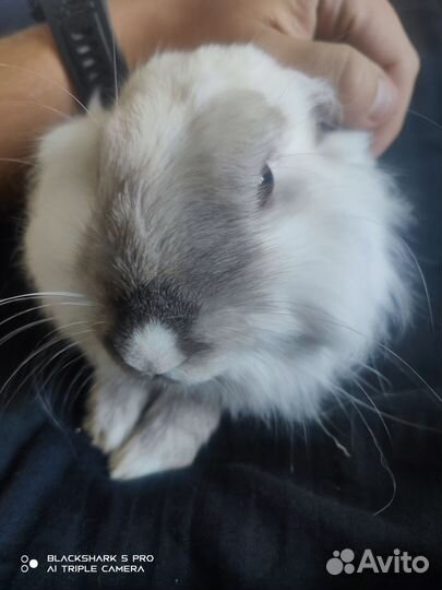 Декоративные кролики в добрые руки