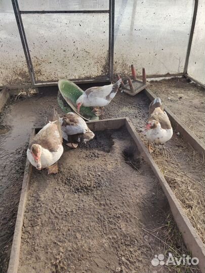 Мускусные утки