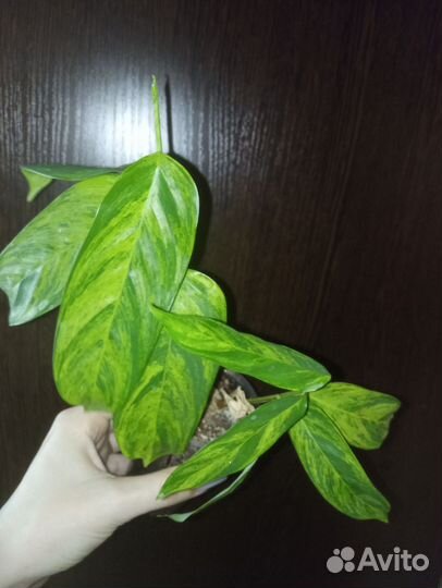 Ктенанта, бегония, годзилла