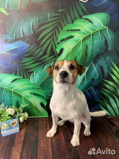 Груминг Джек Рассела