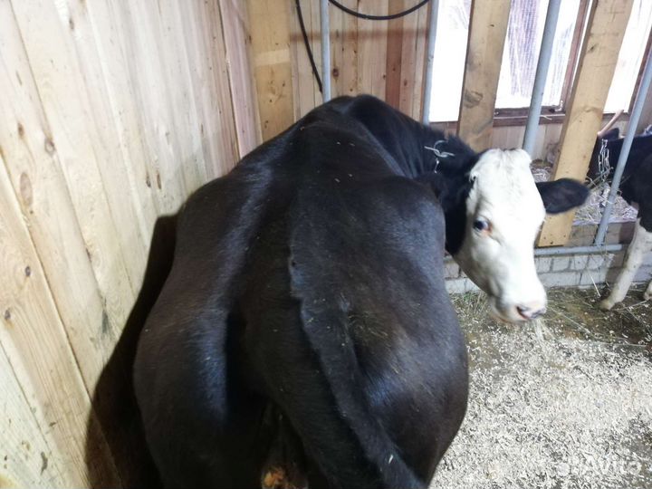 Телка на племя