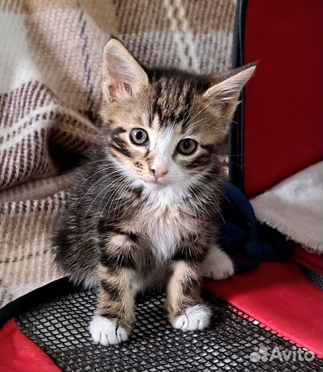 Уникальный котенок для добрых людей