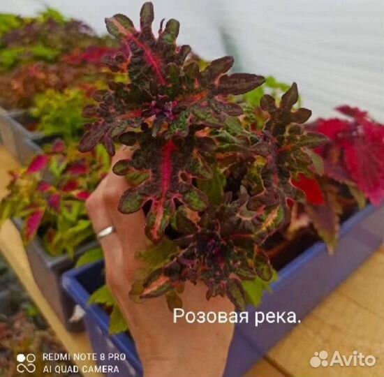 Семена колеусов часть 1