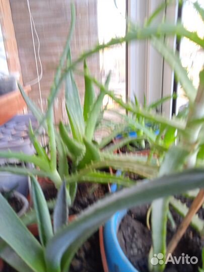 Распродажа, цветы