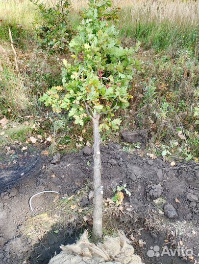 Дуб черешчатый