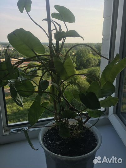 Филодендрон Бурле Маркс