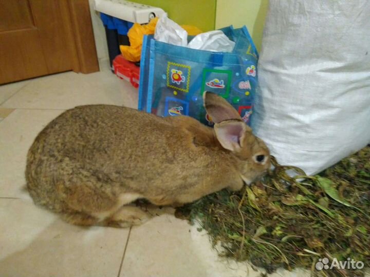 Передержка грызунов