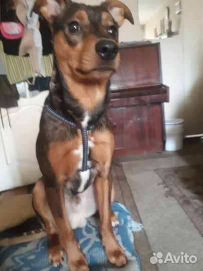 Замерзает Цвиркпинчер