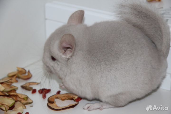 Шиншилла Ангора эбони и гомобежевая девочки